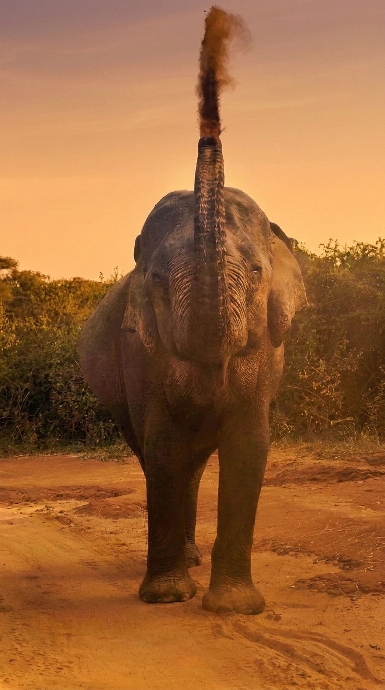 Deshan Safari Eco-Friendly Lodge Mobile - 5